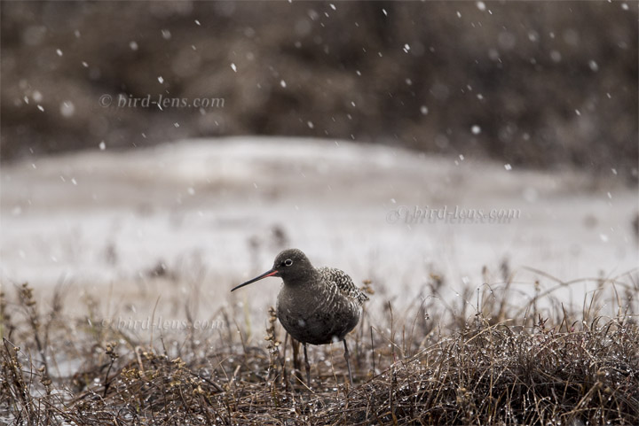 Dunkler Wasserläufer Dunkler Wasserläufer